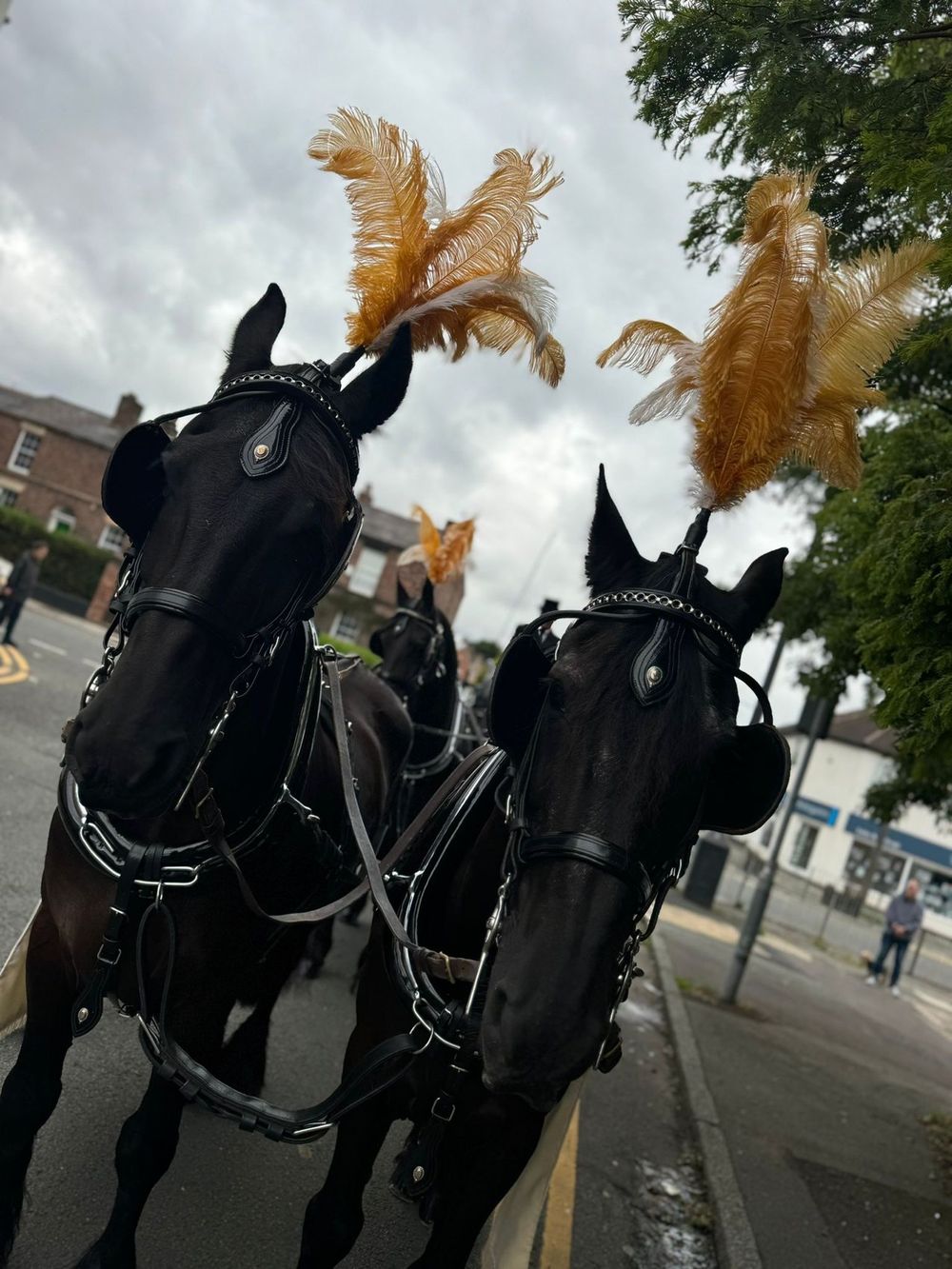 Two black horses with tall golden plumes in harness